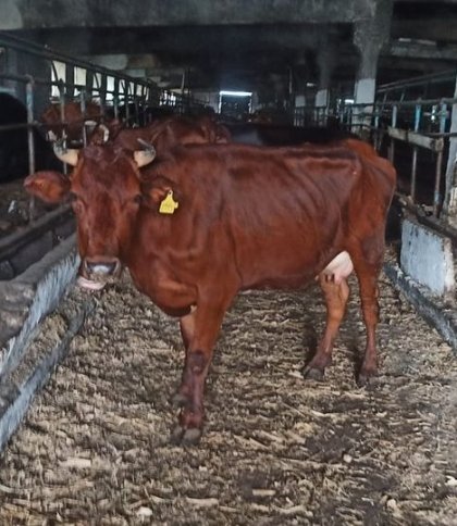 Дрогобич прихистить 100 корів, врятованих з під обстрілів