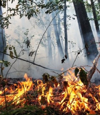 На Львівщині попередили про високу пожежну небезпеку