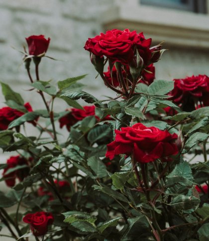 Коли і як правильно обрізати троянди на зиму: поради для догляду