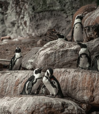 Зазіхав на камінці: полярники показали, як пінгвін дає прочухана сусіду