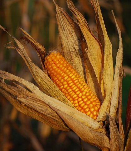 На Львівщині судили чоловіка, який намагався вкрасти з поля понад 300 кг качанів кукурудзи