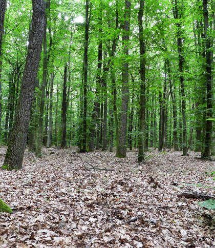 На Стрийщині рятувальники знайшли в лісі тіло зниклого грибника