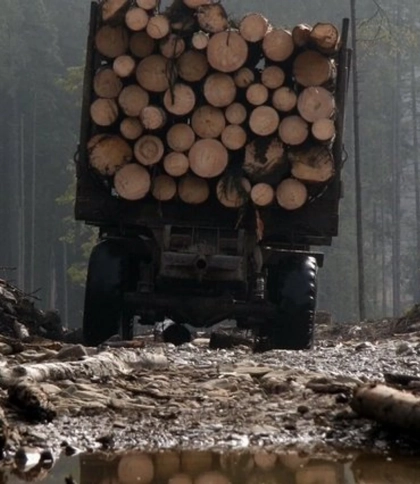 Лісничого із Турки судили за підробку документів і “списання” деревини