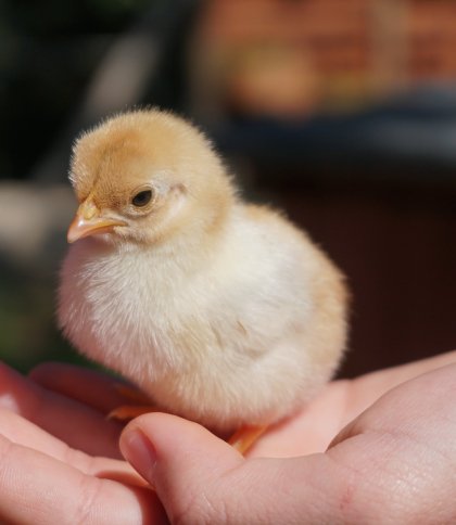 Україна заборонила імпорт польських яєць і птиці: у чому причина