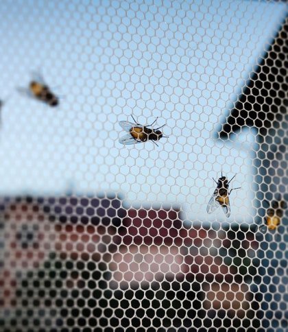 позбутися від мух