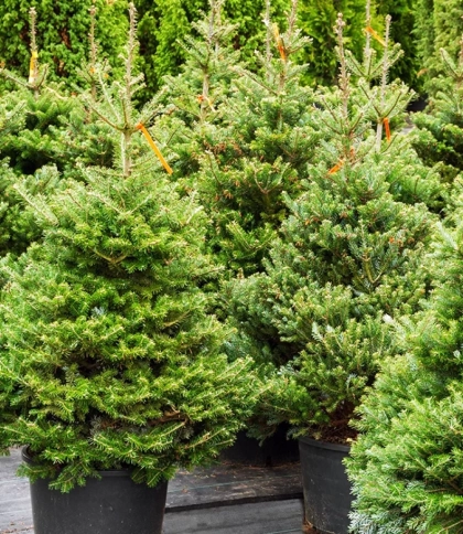 Міська рада затвердила місця продажу ялинок у Львові: список