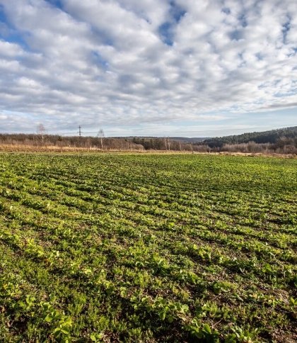 "ГорбоГори": як на Львівщині поєднали розвиток сільського господарства та зелений туризм