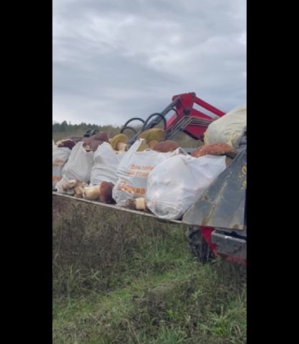 "Це просто неймовірно!": у мережі показали, як в лісах Славського гриби вивозять на ковші трактора (відео)