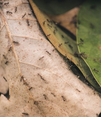 Скільки мурах живе на Землі: учені назвали точну цифру