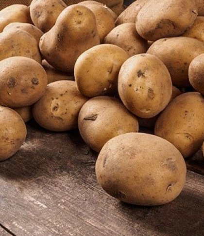 Львівські аграрії будуть вирощувати картоплю з Франції: прибула партія допомоги