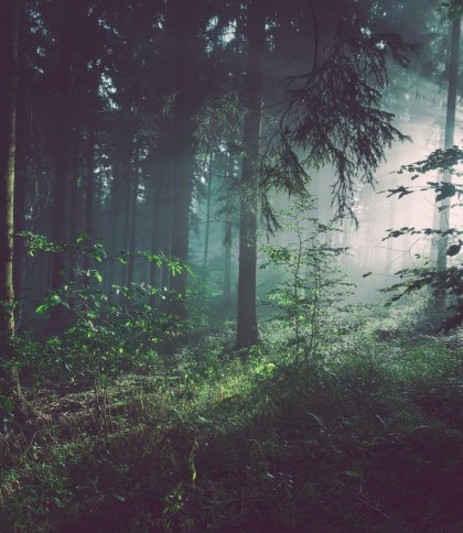 Директор лісництва на Львівщині незаконно нарубав дерев на 3 млн грн