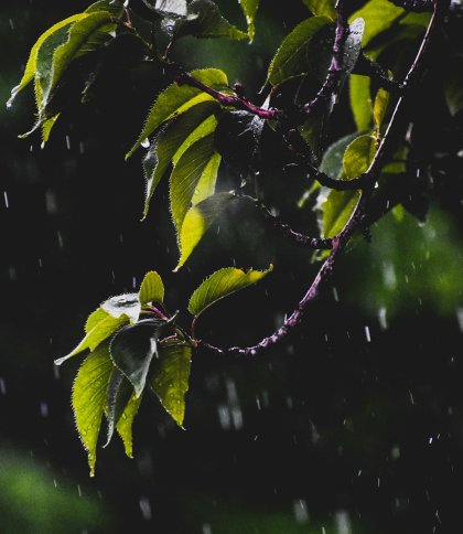 У Львові та області на 11 липня прогнозують дощі, грози та град