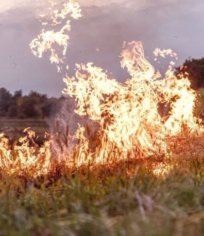 Пожежа сухої трави, фото ілюстративне