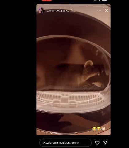 Франківчанка закрила єнота у ввімкненій пральній машинці та знімала це на відео