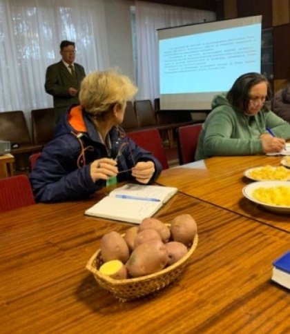 «Мірамі» та «Джавеліна»: в Україні створили два нові сорти картоплі
