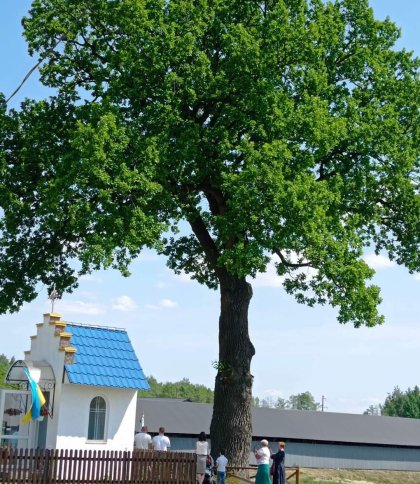 На Львівщині росте дуб, якому налічують 450 років
