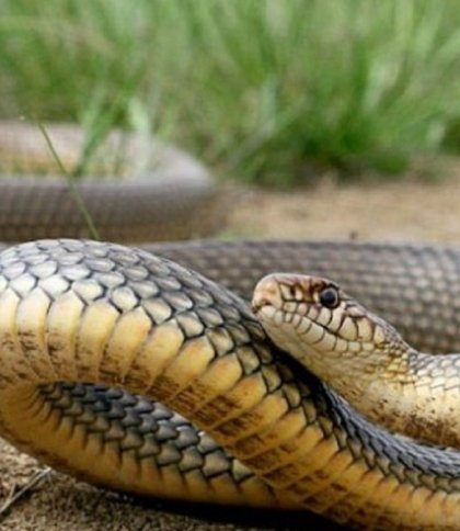 На Самбірщині змія вкусила 12-річну дівчинку