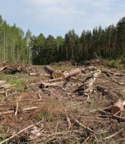 На Львівщині оштрафували ексзаступника директора лісництва за пропозицію хабаря