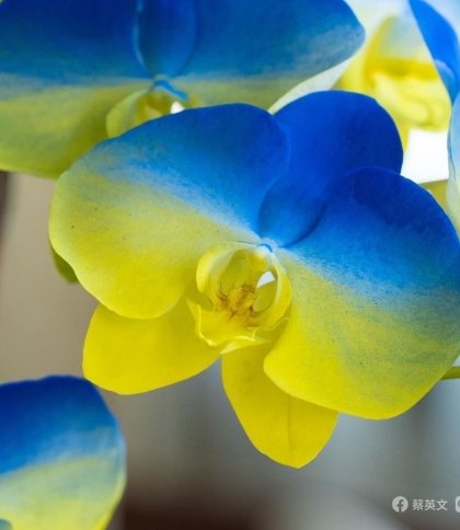Блакитно-жовті тюльпани: у світі на підтримку України почали виводити нові сорти квітів
