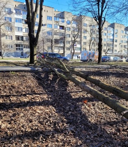Біля Скнилівського парку у Львові на пішохідну доріжку впало дерево (фото)