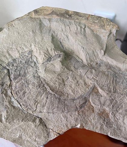 Cкам’янілості віком 443 мільйони років: виявлено на митниці
