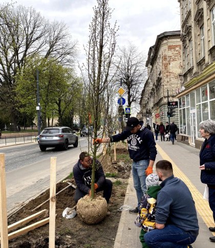 На вулиці Бандери у Львові висадили майже 90 дерев