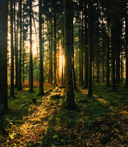 У Львівській області заборонили відвідувати ліси, щоб уникнути пожеж