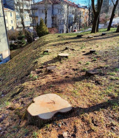Львів’яни скаржаться на масове вирубування дерев в міських парках