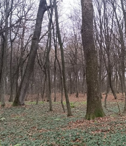 На Сокальщині природоохоронці виявили старовіковий дубовий ліс