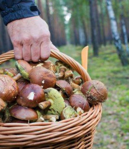 Штраф за збір грибів: що відомо?