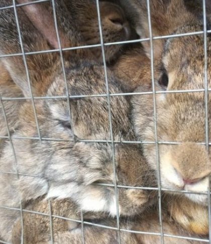 У Львівській області кролик відкусив пальця однорічній дитині
