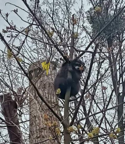 У Львові на дереві помітили єнота (фото)