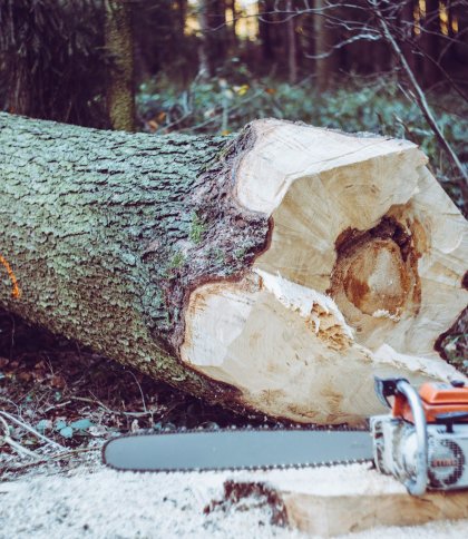 На Львівщині під час зрізання гілок у лісі загинув чоловік 