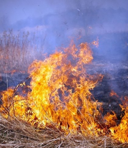 Від початку 2022 року рятувальники Львівщини фіксують надзвичайну кількість пожеж в екосистемах: паліїв каратимуть штрафами