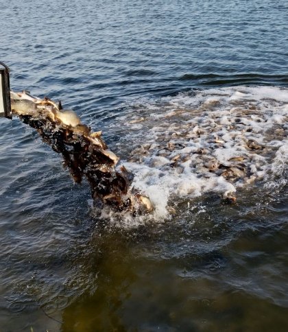 У "Львівське море" випустили понад 2 тонни риби