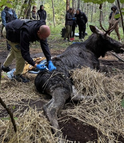 Львівські зоозахисники врятували у лісі на Рівненщині знесиленого лося