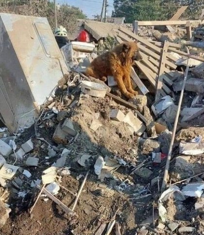 Помер пес Крим, господарі якого загинули під час ракетного удару по Дніпру