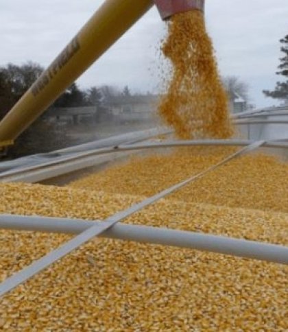 Україна безкоштовно надасть зерно деяким країнам Африки: деталі