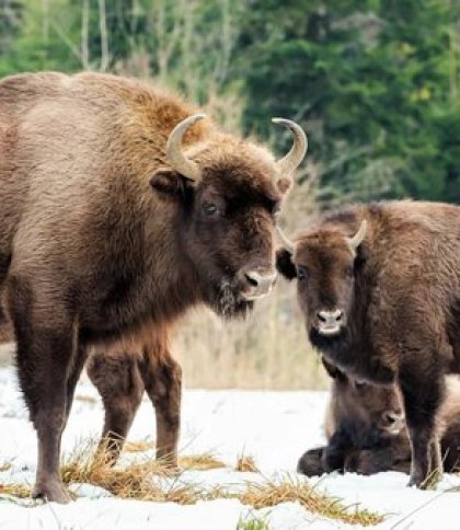 На Львівщині порахують усіх червонокнижних зубрів