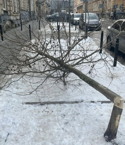 В історичному центрі Львова невідомі вночі 11 лютого зрізали дерева (фото)