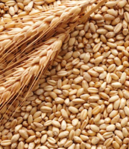 Франція і Румунія підпишуть угоду про експорт українського зерна суходолом
