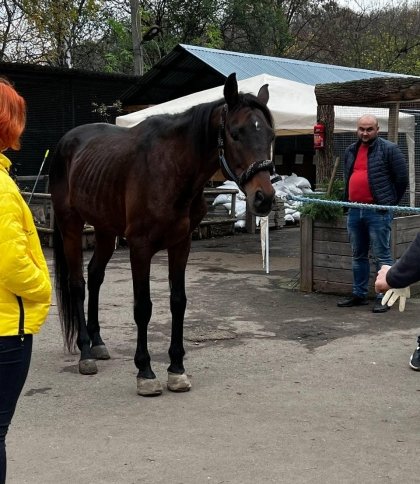 До Львова евакуювали коня з Краматорська, якому загрожувала евтаназія