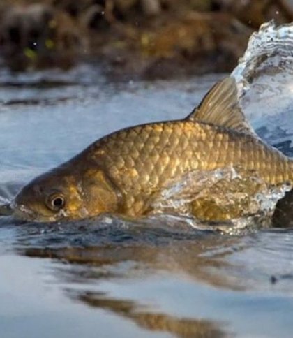 На Львівщині запровадили заборону на вилов риби у зимувальних ямах