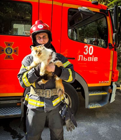 У Львові під час гасіння пожежі врятували двох котів