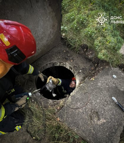 У Львові рятувальники витягнули з каналізаційного колектора цуценя