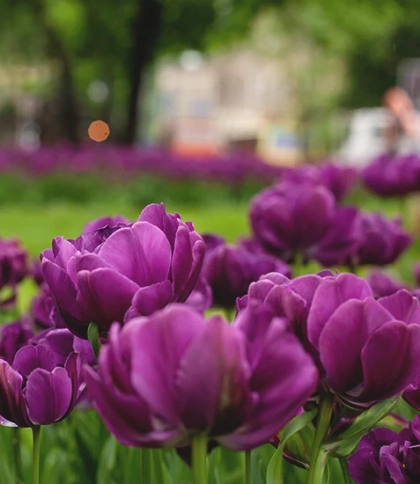 тюльпани на площі Данила Галицького  Фото: Андріана Стахів