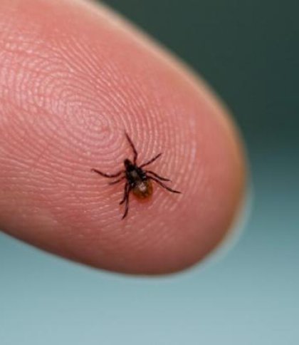 У листопаді на Львівщині зафіксували понад 50 випадків хвороби Лайма