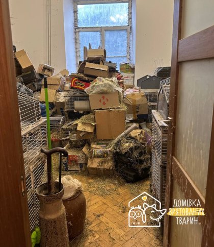 Львівʼянка утримувала 40 кролів у двох квартирах в центрі міста