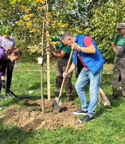 Висаджування тюльпанового дерева