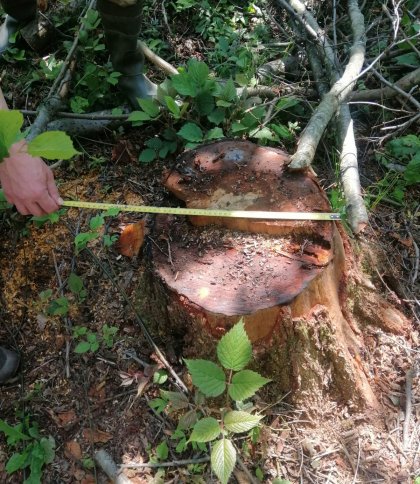 На Стрийщині вирубали дерева на понад три мільйони гривень: порушників шукає поліція